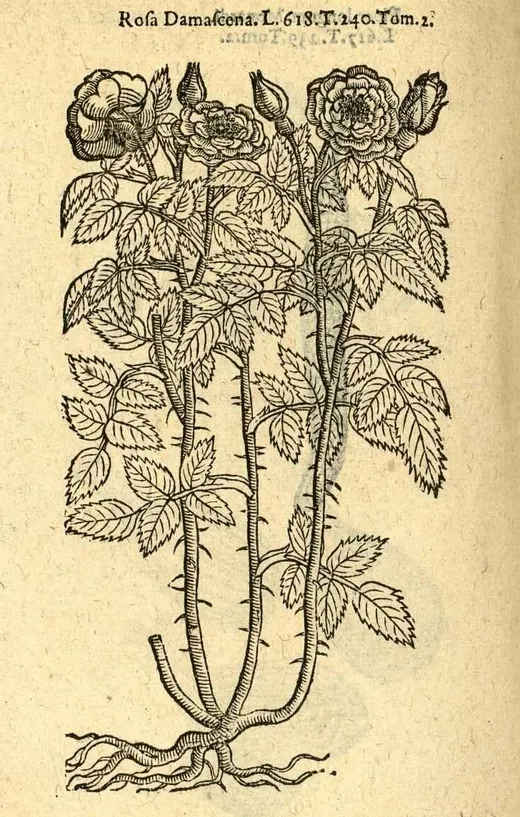 Rosa damascena — 16. yüzyıl levhası