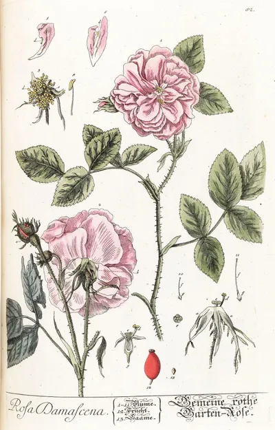 Rosa × damascena — botanik levhası, 1750